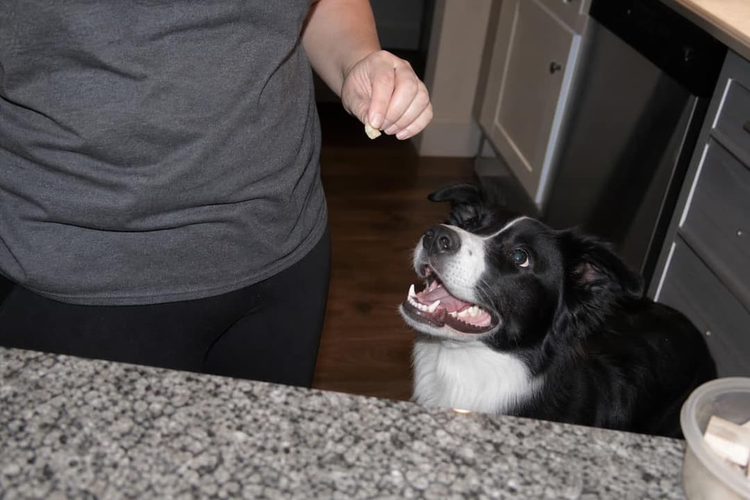 Oreo with their human